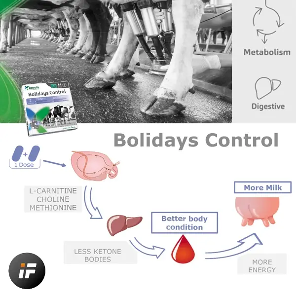 Bolidays Control.webp