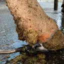 HooFoss reiniging hoeven koeien.webp