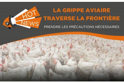 La grippe aviaire traverse la frontière