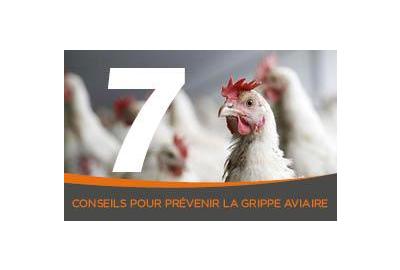 7 conseils pour prévenir la grippe aviaire chez vos volailles