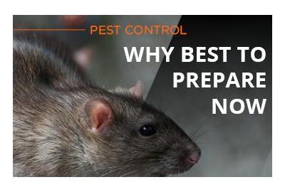 Pest control: why it's best to prepare now