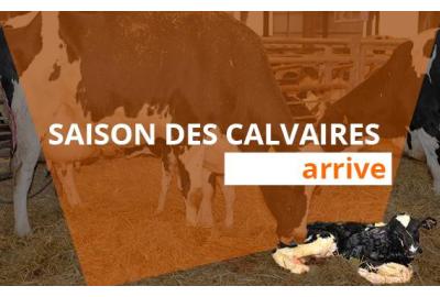 La saison des veaux approche