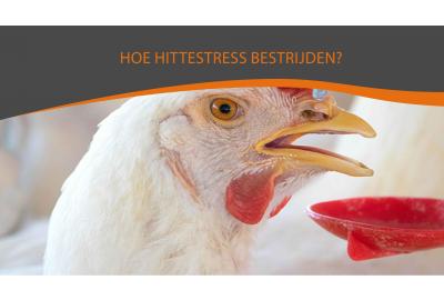 Hoe hittestress bestrijden