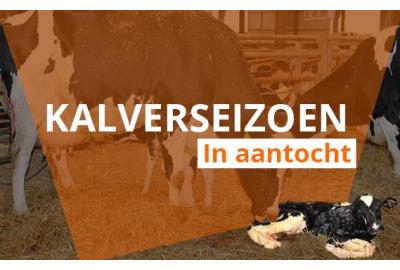 Kalverseizoen in aantocht