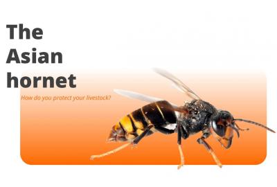 The Asian hornet: danger to your livestock business and how to control it
