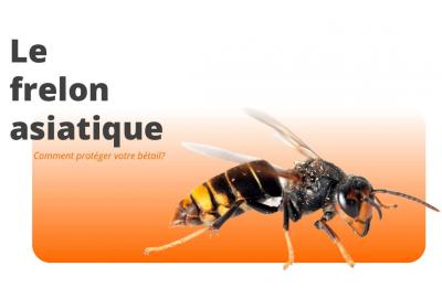 Le frelon asiatique : un danger pour votre élevage et comment le contrôler