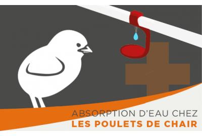 4 conseils pour une meilleure consommation d eau potable chez les poulets de chair