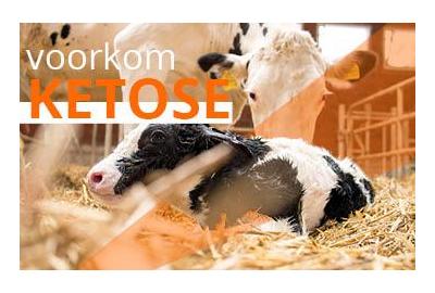 Voorkom ketose bij uw rundvee