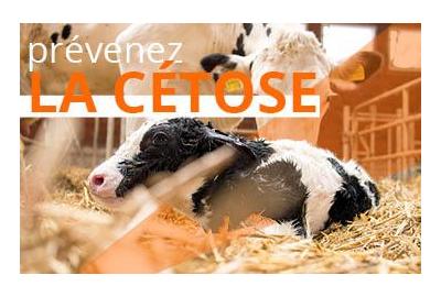 Prévenir la cétose chez votre bétail