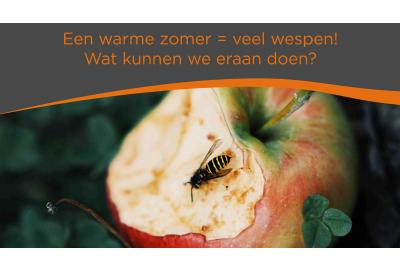 Een warme zomer = veel wespen! Wat kunnen we eraan doen? 