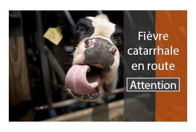 Fièvre catarrhale confirmée en Belgique : restrictions sur les transports internationaux