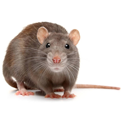 Hermie  Lutte contre les rats et les souris