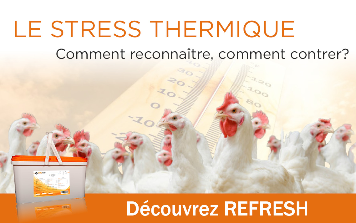 Le stress thermique