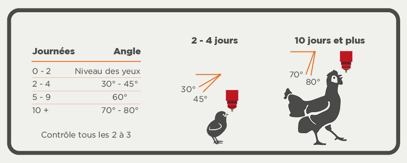 hoek bij het drinken vleeskuiken