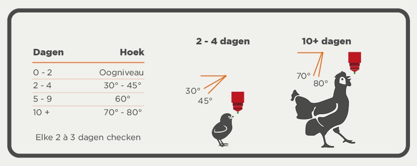 hoek bij het drinken vleeskuiken