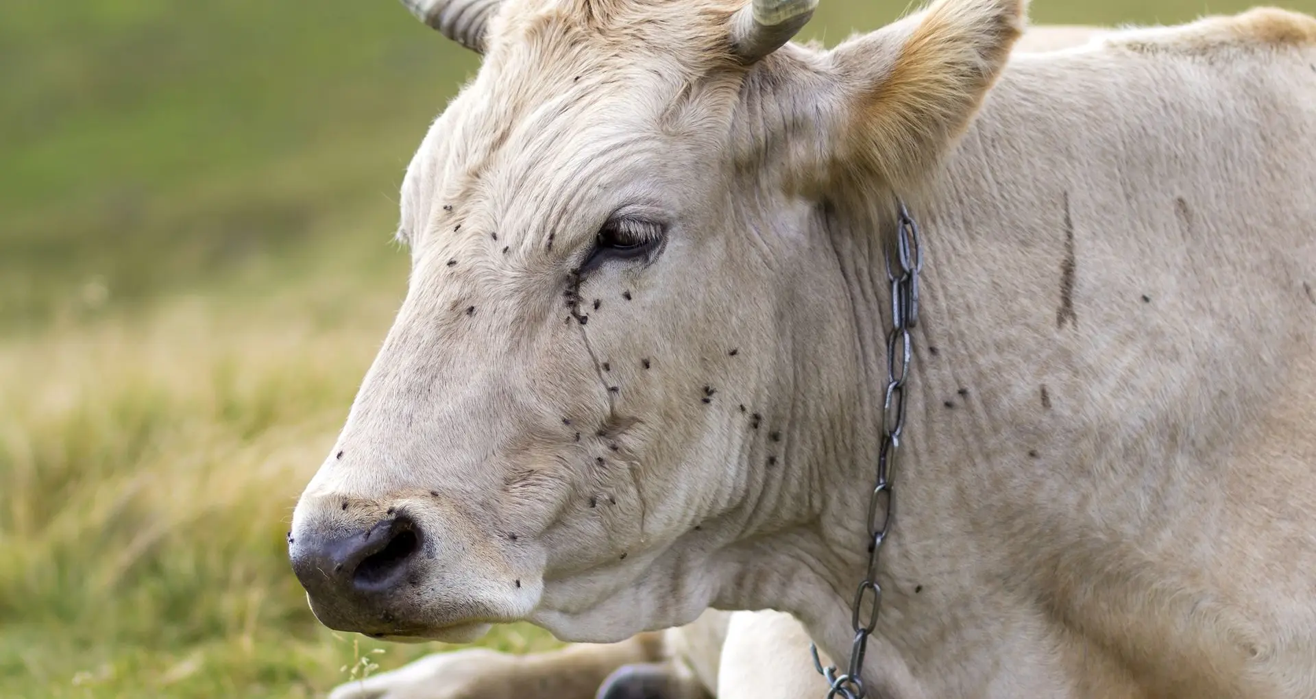 vliegenbestrijding koeien