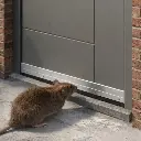 deurstrip tegen knaagdieren.webp