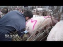 Inseminatie zeugen
