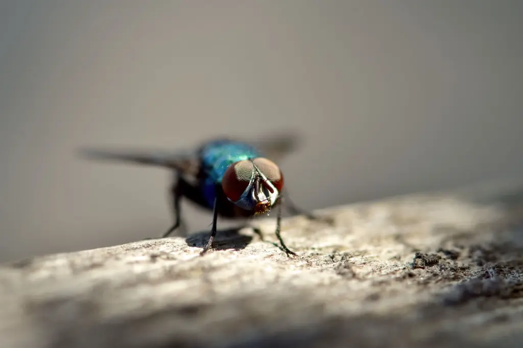 closeup-of-a-fly-sitting-on-a-surface-2026-01-05-22-57-34-utc.webp