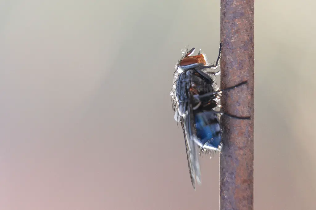 there-is-a-small-blue-fly-on-a-stick-that-looks-li-2026-01-07-23-44-15-utc.webp