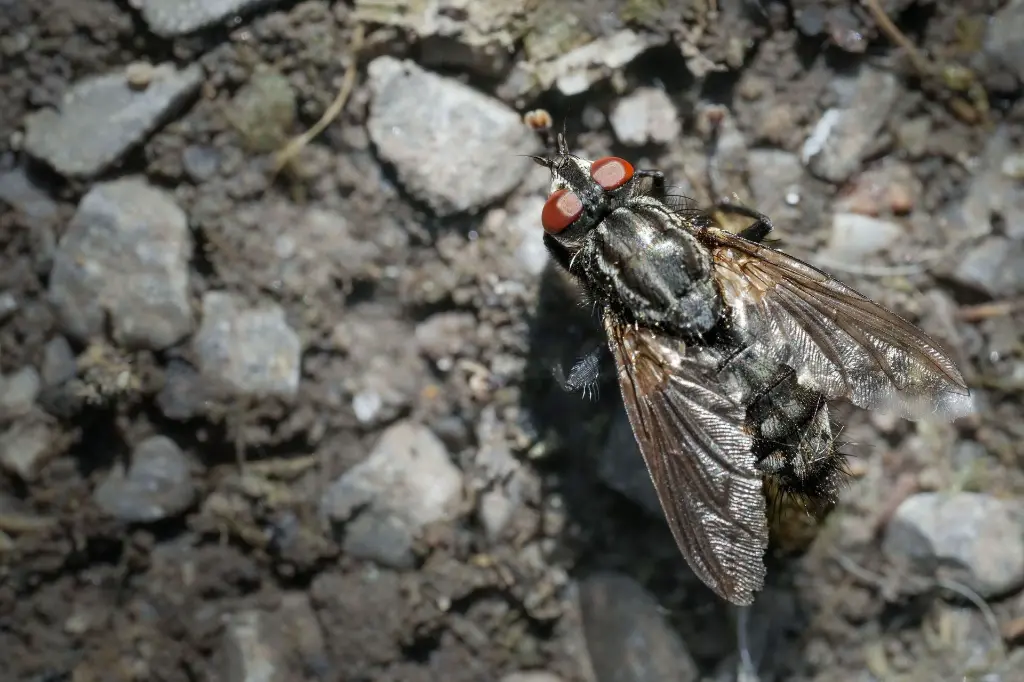 closeup-shot-of-a-wild-fly-on-the-ground-2026-01-07-07-34-51-utc.webp