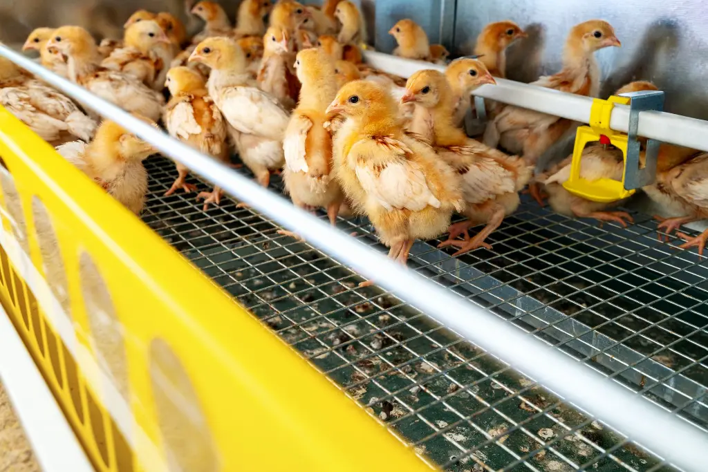iso-brown-day-old-layer-chicks-in-the-cage-rearing-2026-03-26-23-05-07-utc.webp