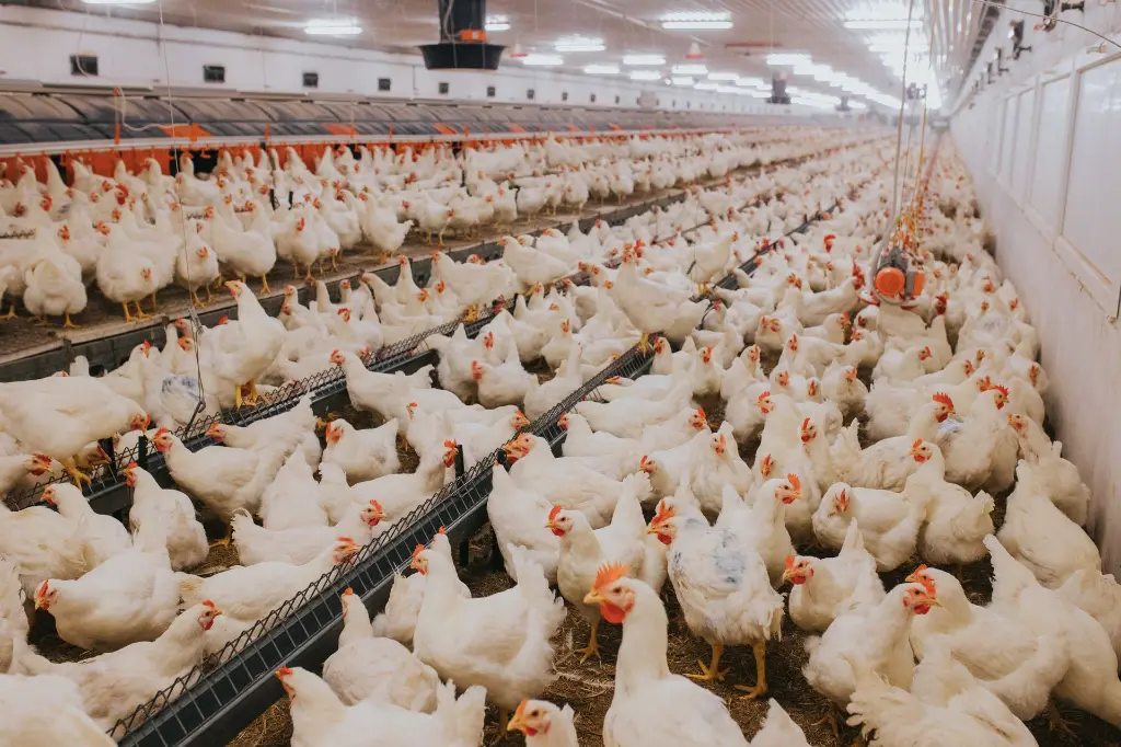 selective-focus-shot-of-indoors-chicken-farm-chic-2026-03-18-08-13-51-utc.webp