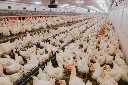 selective-focus-shot-of-indoors-chicken-farm-chic-2026-03-18-08-13-51-utc.webp