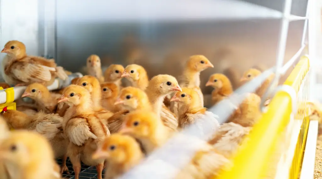 photograph-of-isa-brown-chicks-in-poultry-bio-farm-2026-03-27-00-01-19-utc.webp