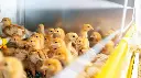 photograph-of-isa-brown-chicks-in-poultry-bio-farm-2026-03-27-00-01-19-utc.webp