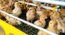cute-iso-brown-chicks-in-cage-in-at-poultry-farm-2026-03-26-22-44-01-utc.webp
