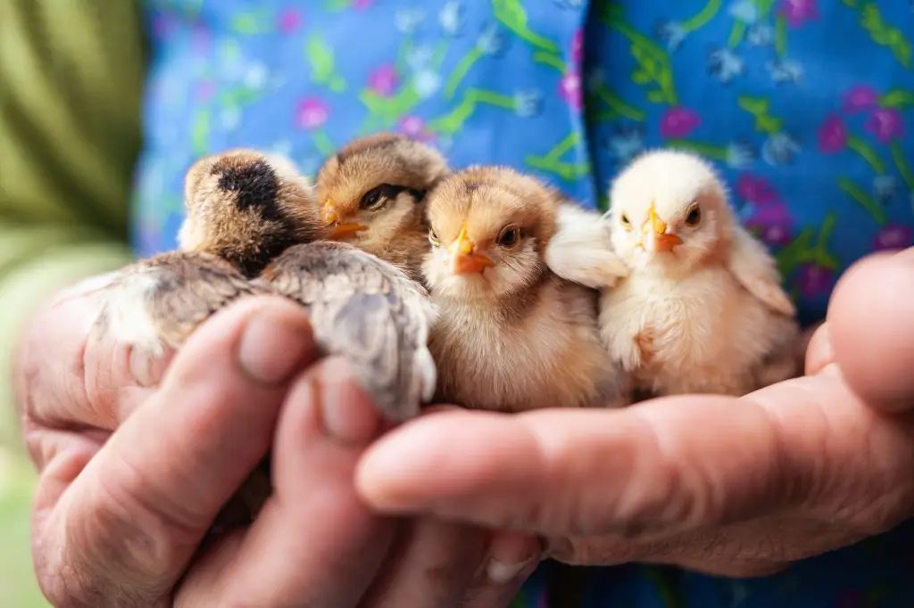 woman-hold-small-cute-newborn-baby-chickens-hen-in-2026-01-07-06-13-27-utc.webp