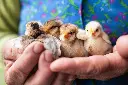 woman-hold-small-cute-newborn-baby-chickens-hen-in-2026-01-07-06-13-27-utc.webp