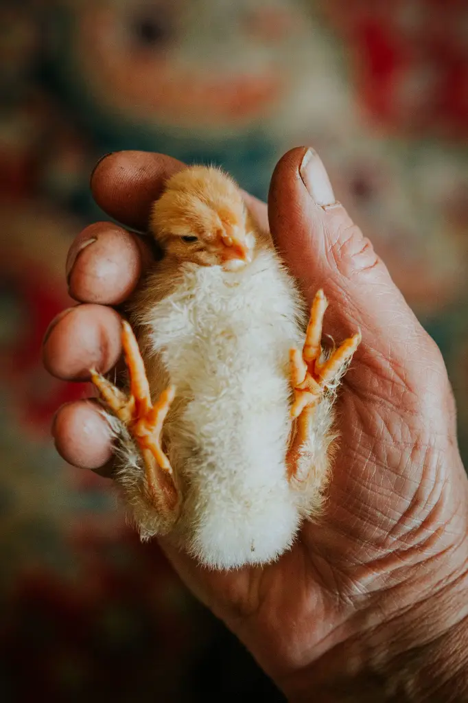 baby-chick-in-the-house-2026-03-16-01-20-26-utc.webp
