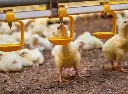 poultry-nipple-drinker-swiiflo (17).webp