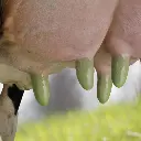 HM-VIR-FILM-INDUFARM.webp