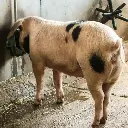ondersteuning hittestress varkens.webp