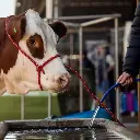 minerale ondersteuning hittestress koeien.webp