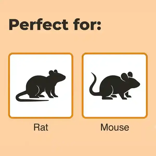 MUIZEN EN RATTEN.webp