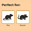 ratten en muizen bestrijden